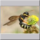 Cerceris quinquefasciata - Knotenwespe 05b 9mm - OS-Hasbergen Lehmhuegel.jpg